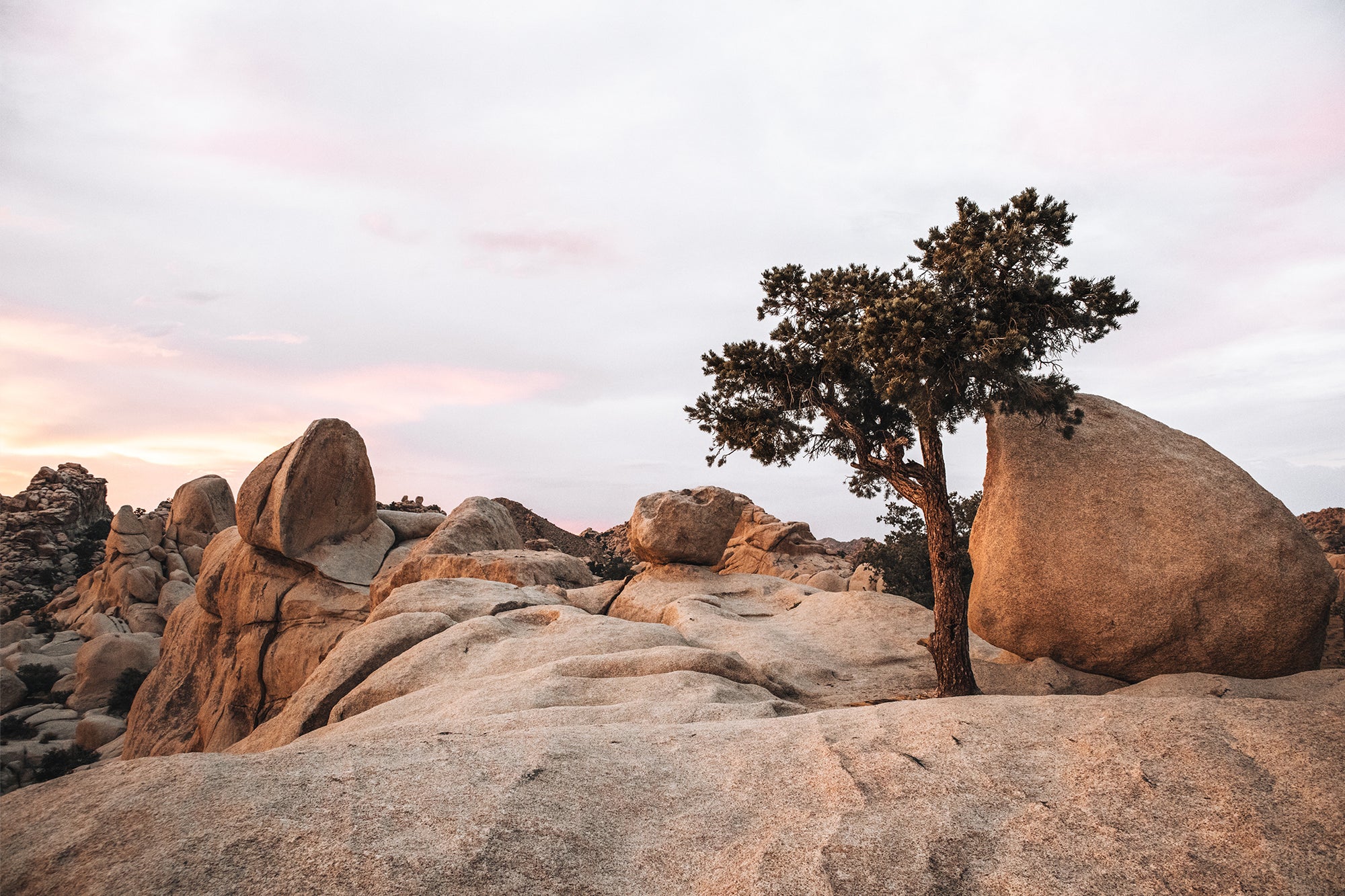 Joshua Tree 1 — Photographic art print