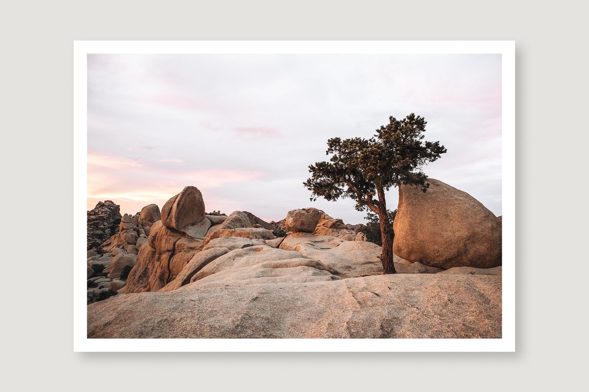Joshua Tree 1 — Photographic art print