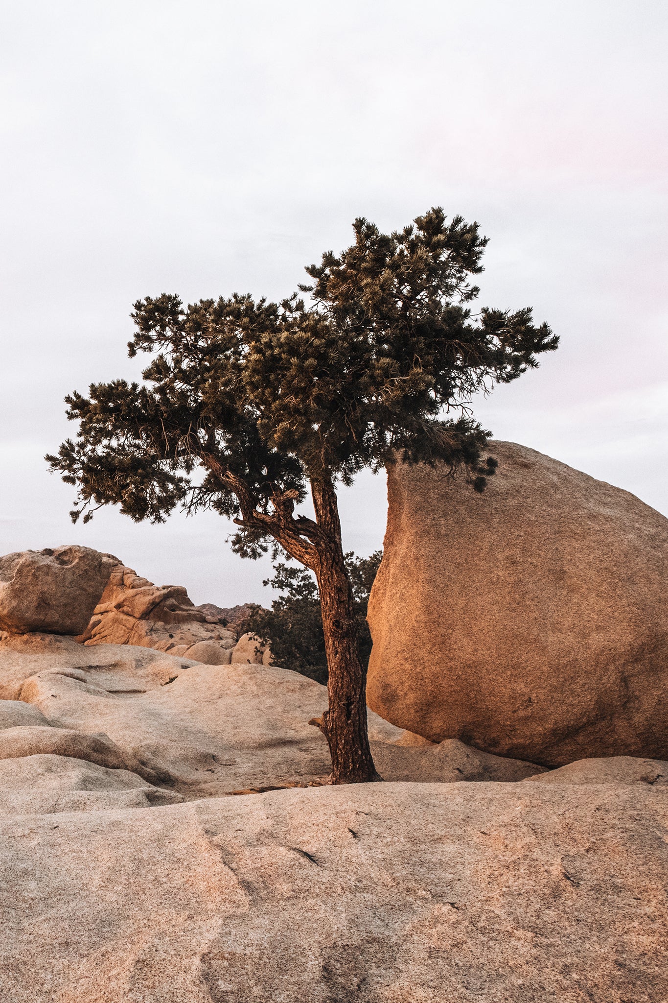 Joshua Tree 1 — Photographic art print