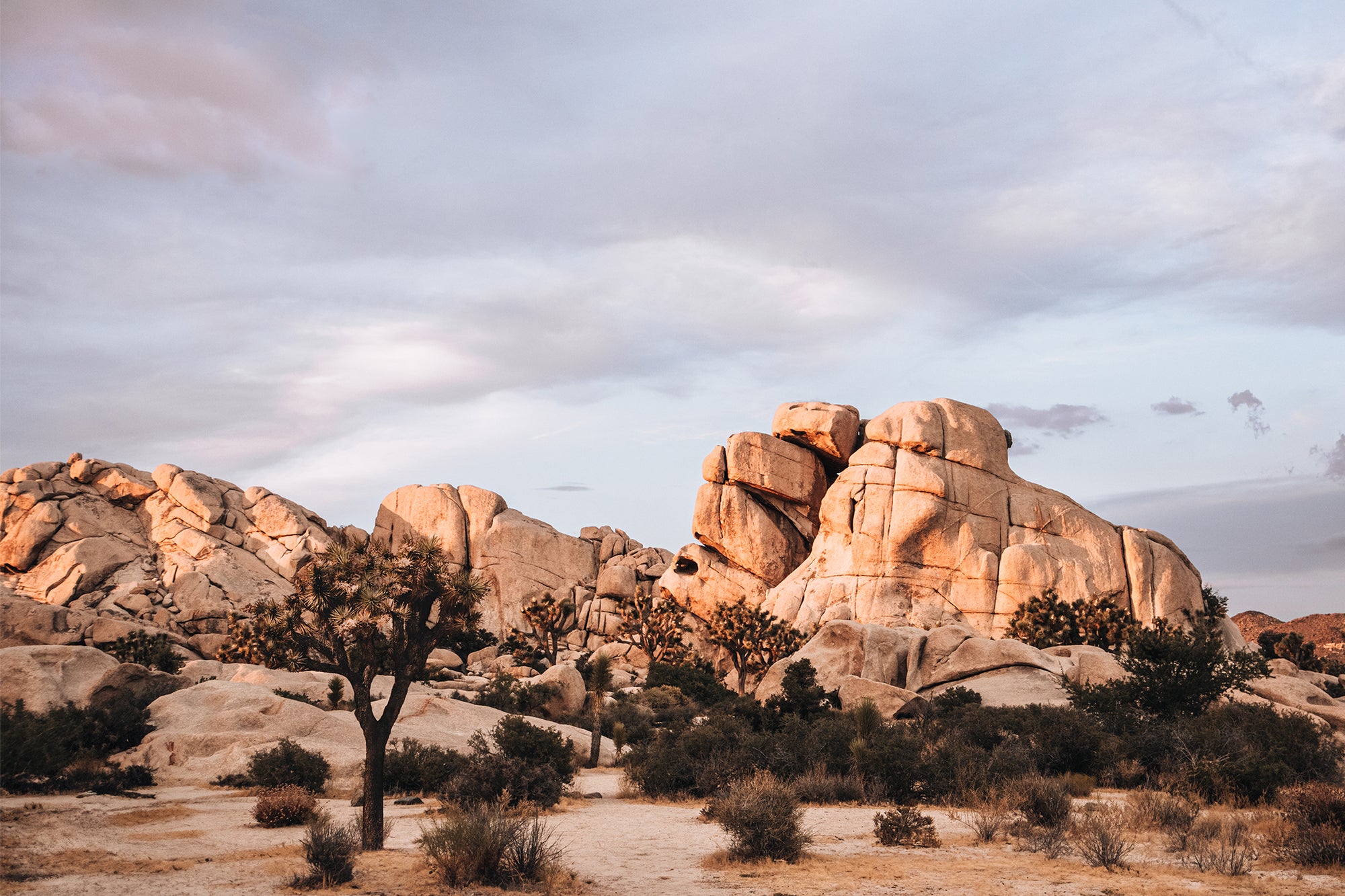Joshua Tree 2 — Photographic art print