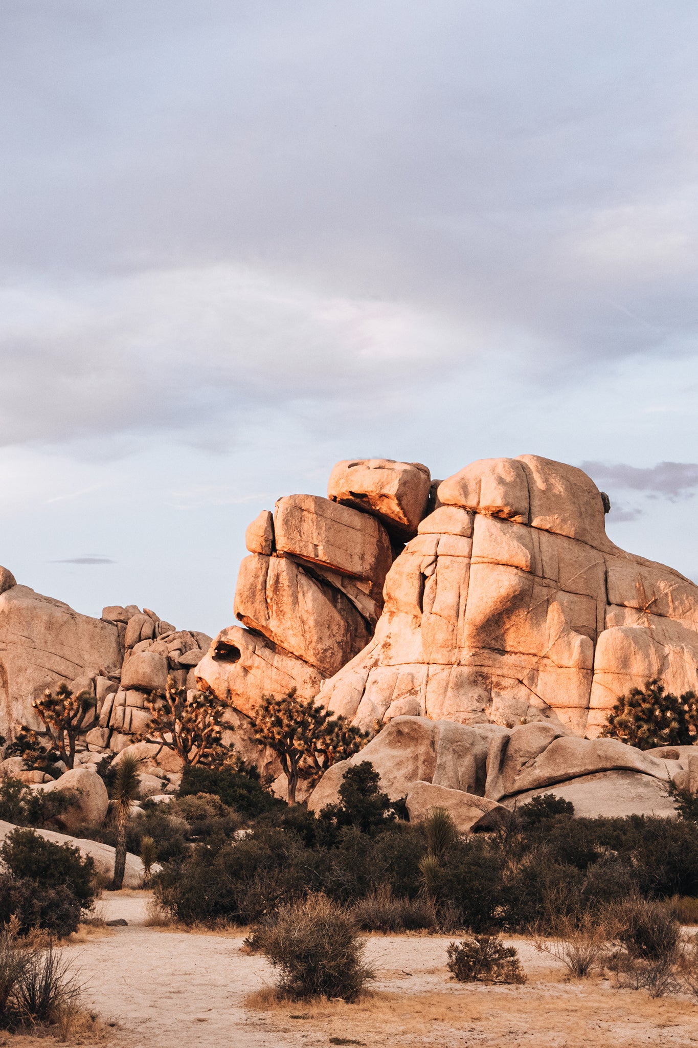 Joshua Tree 2 — Photographic art print