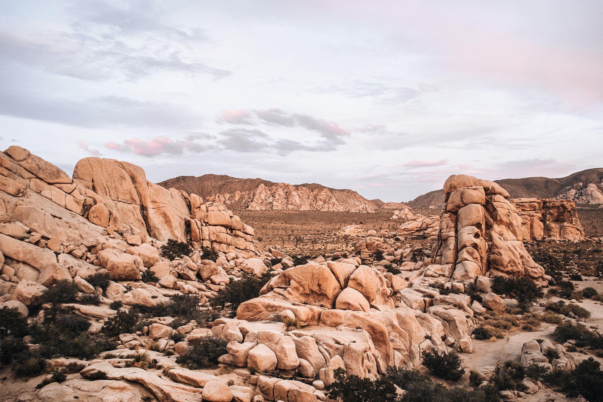 Joshua Tree 3 — Photographic art print