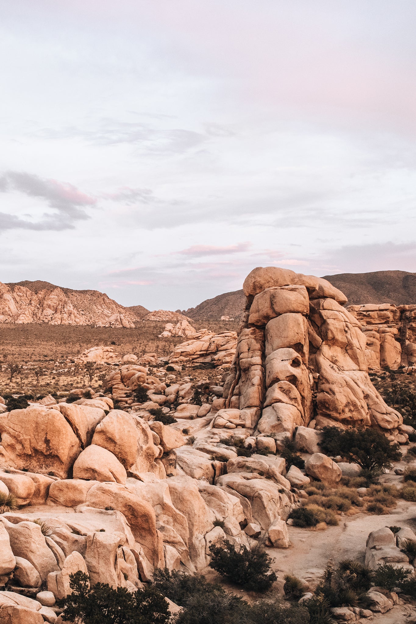 Joshua Tree 3 — Photographic art print