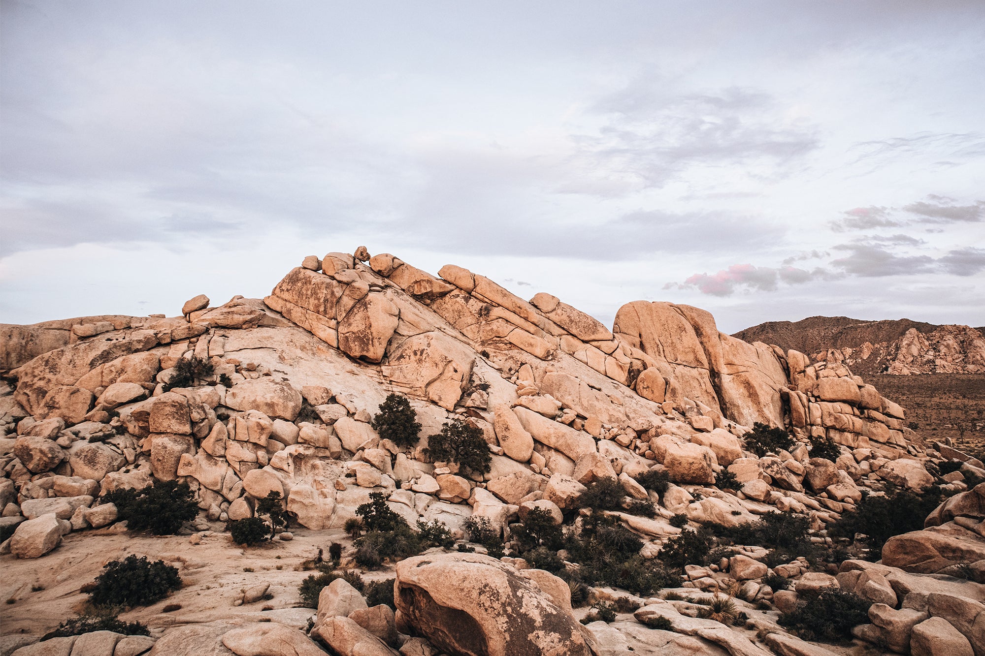 Joshua Tree 4 — Photographic art print