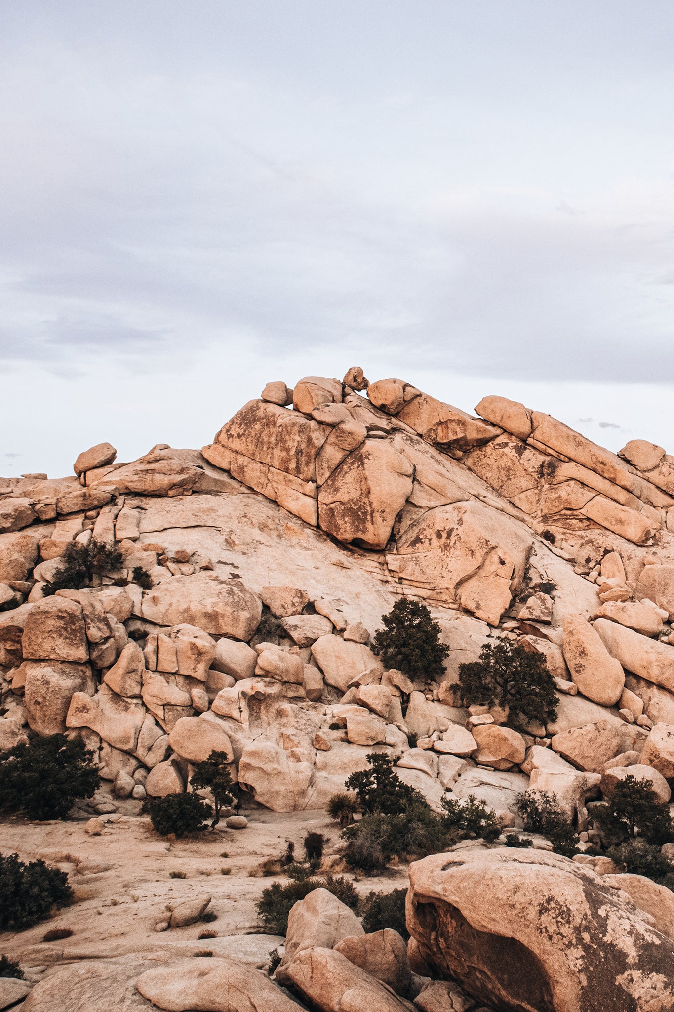 Joshua Tree 4 — Photographic art print