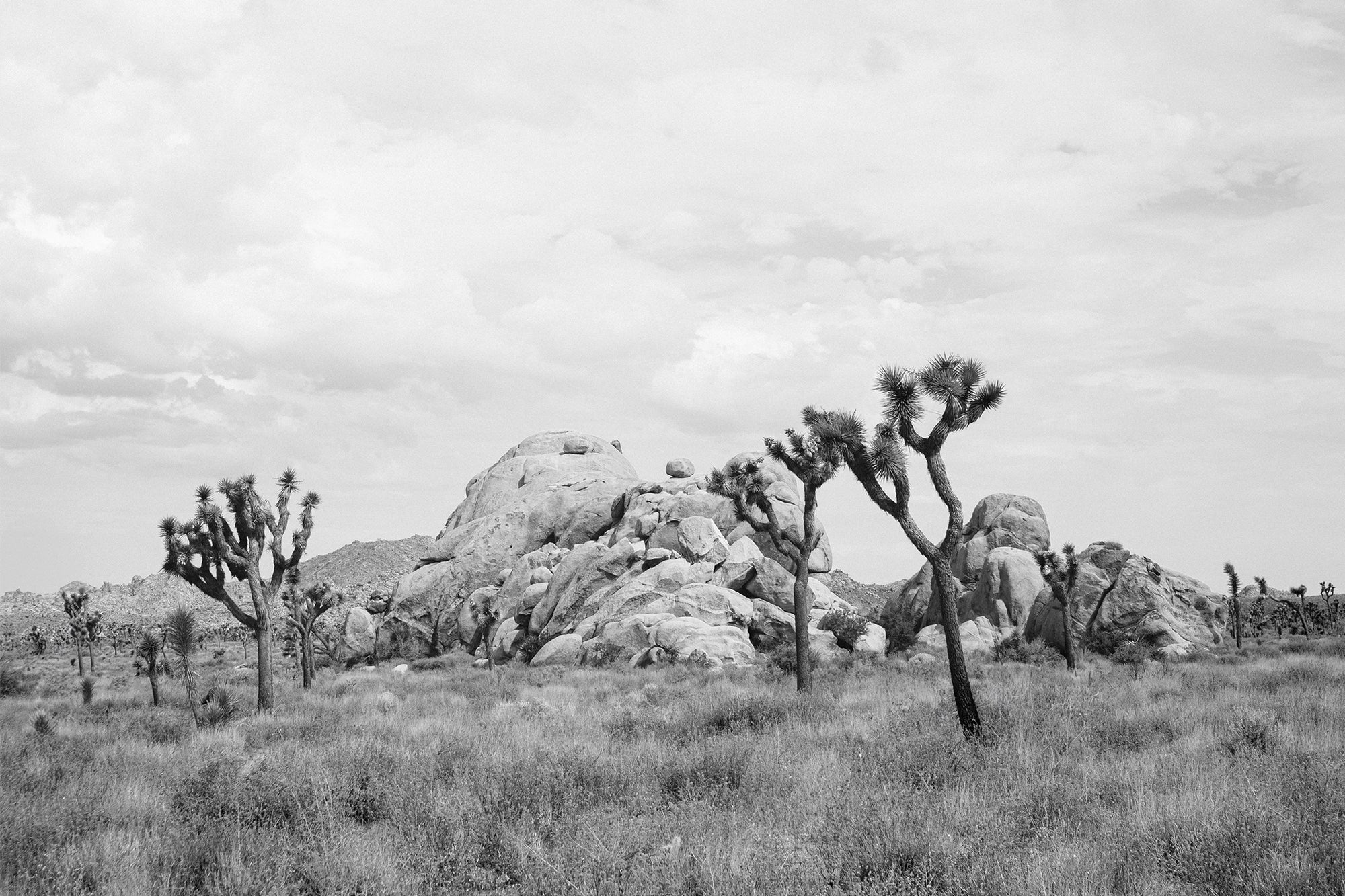 Joshua Tree 5 — Photographic art print