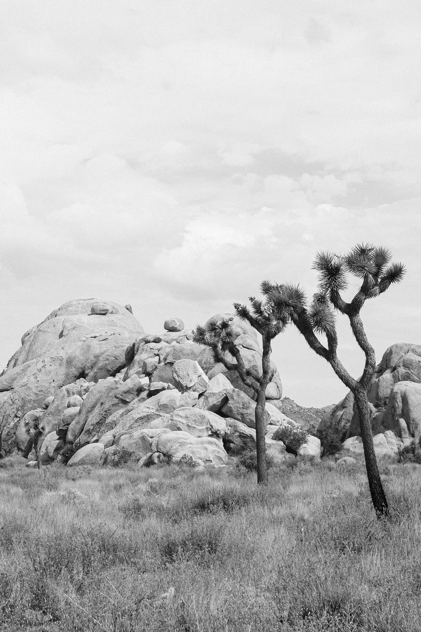 Joshua Tree 5 — Photographic art print