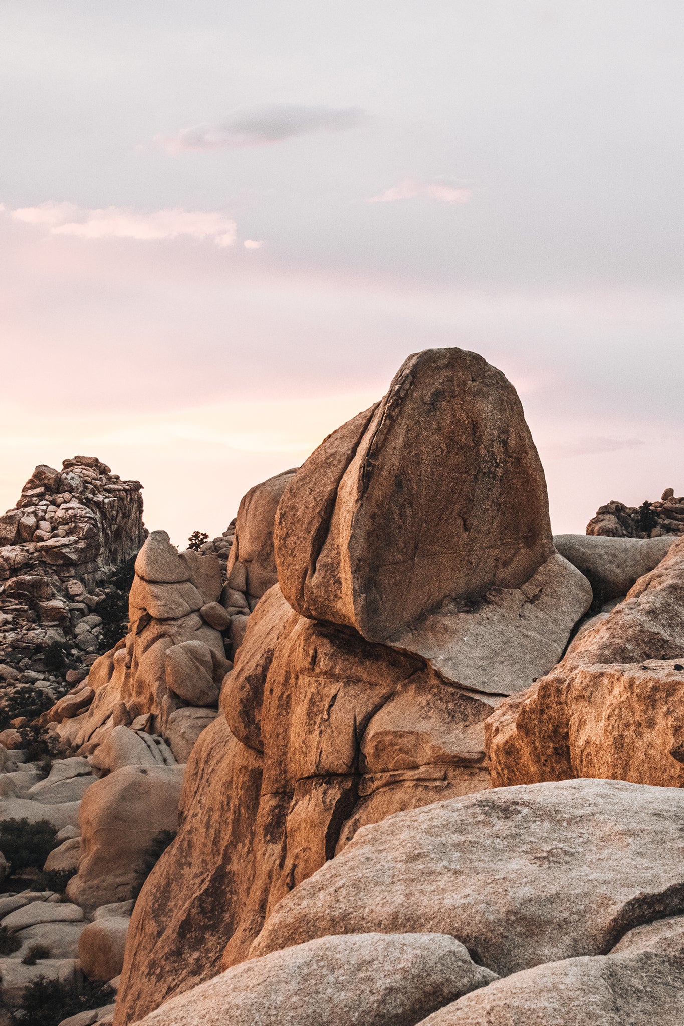 Joshua Tree 6 — Photographic art print