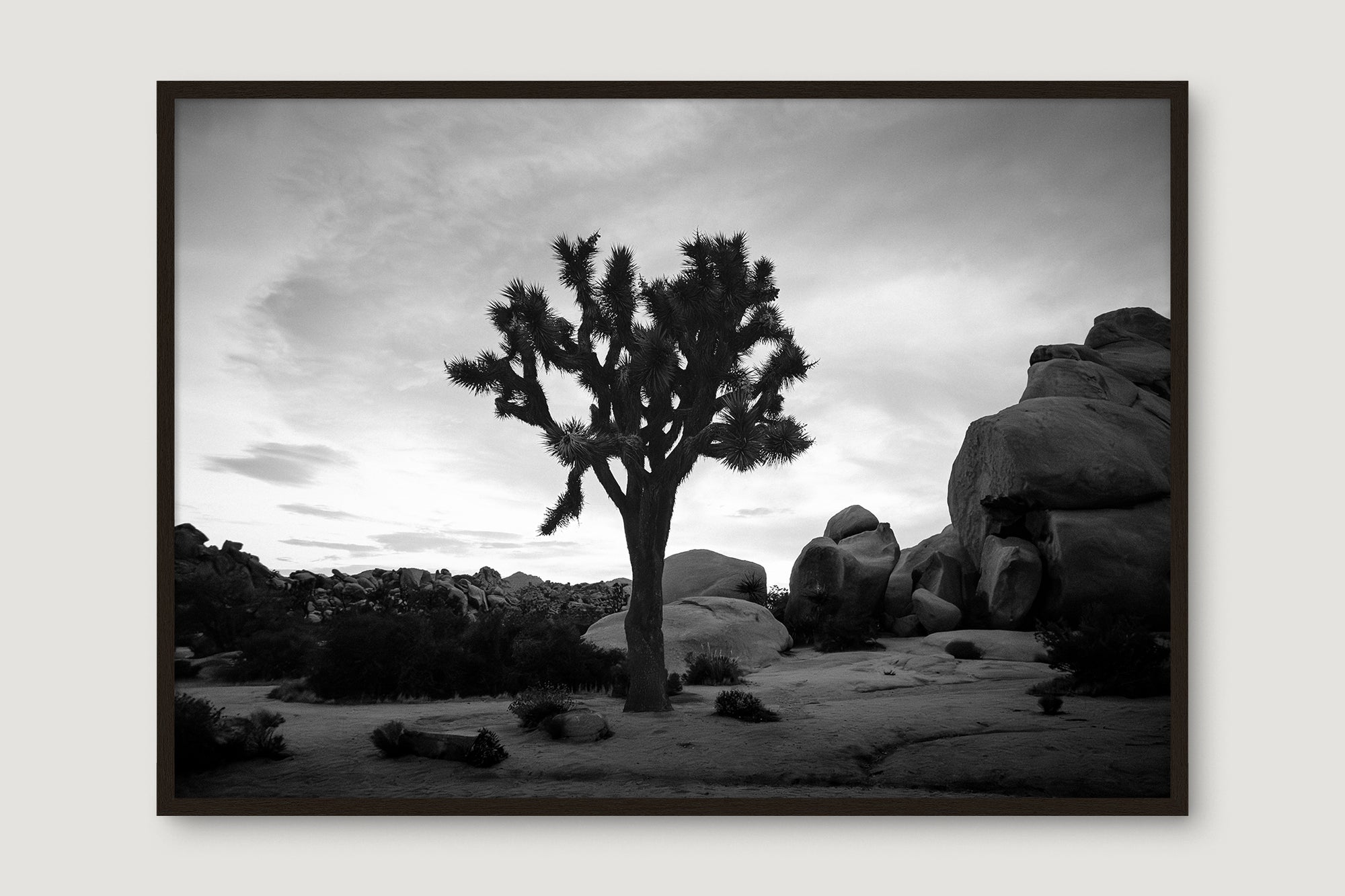 Joshua Tree 7 — Photographic art print
