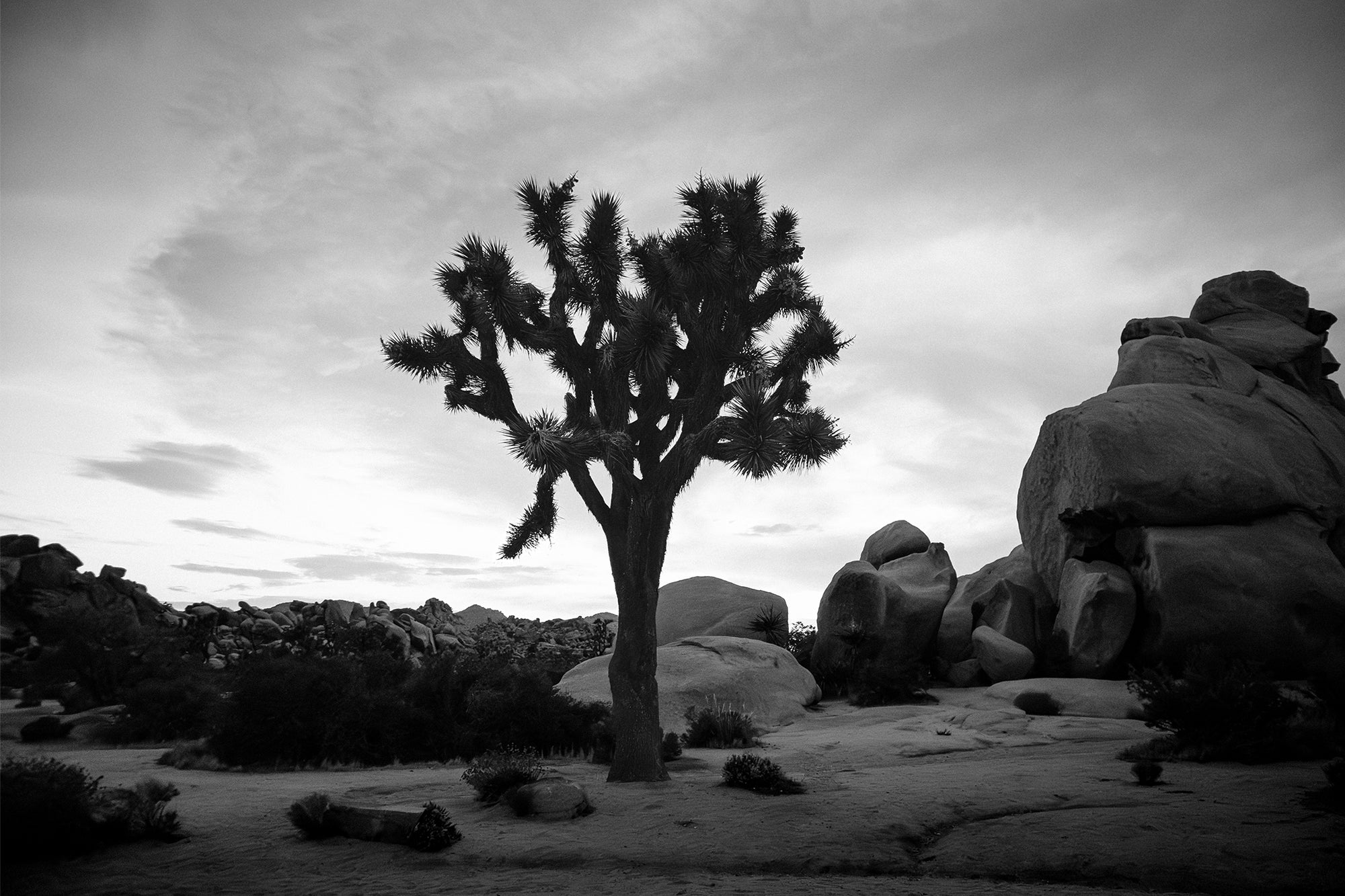Joshua Tree 7 — Photographic art print