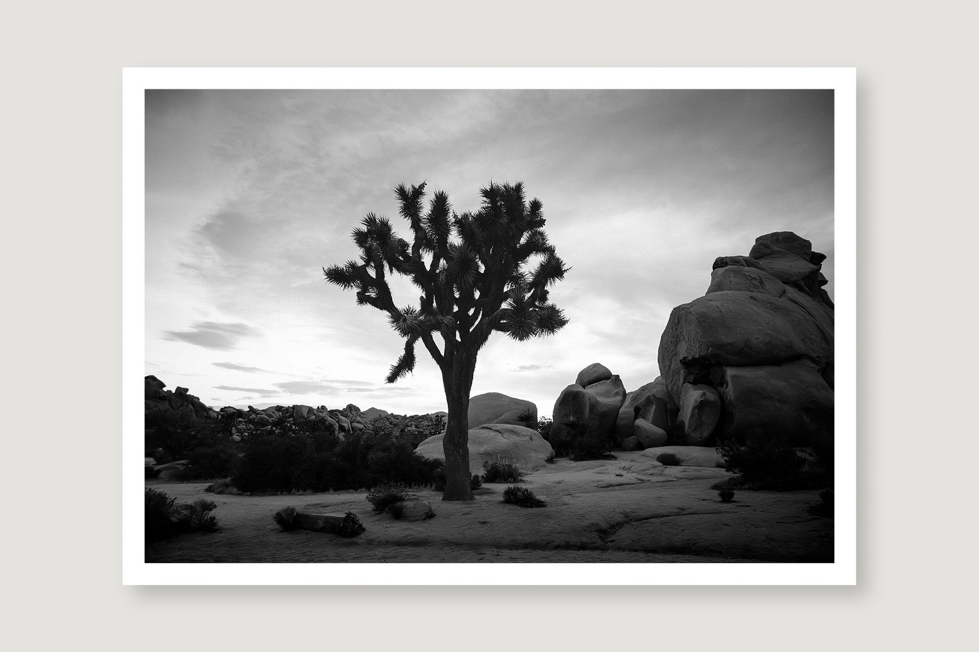 Joshua Tree 7 — Photographic art print
