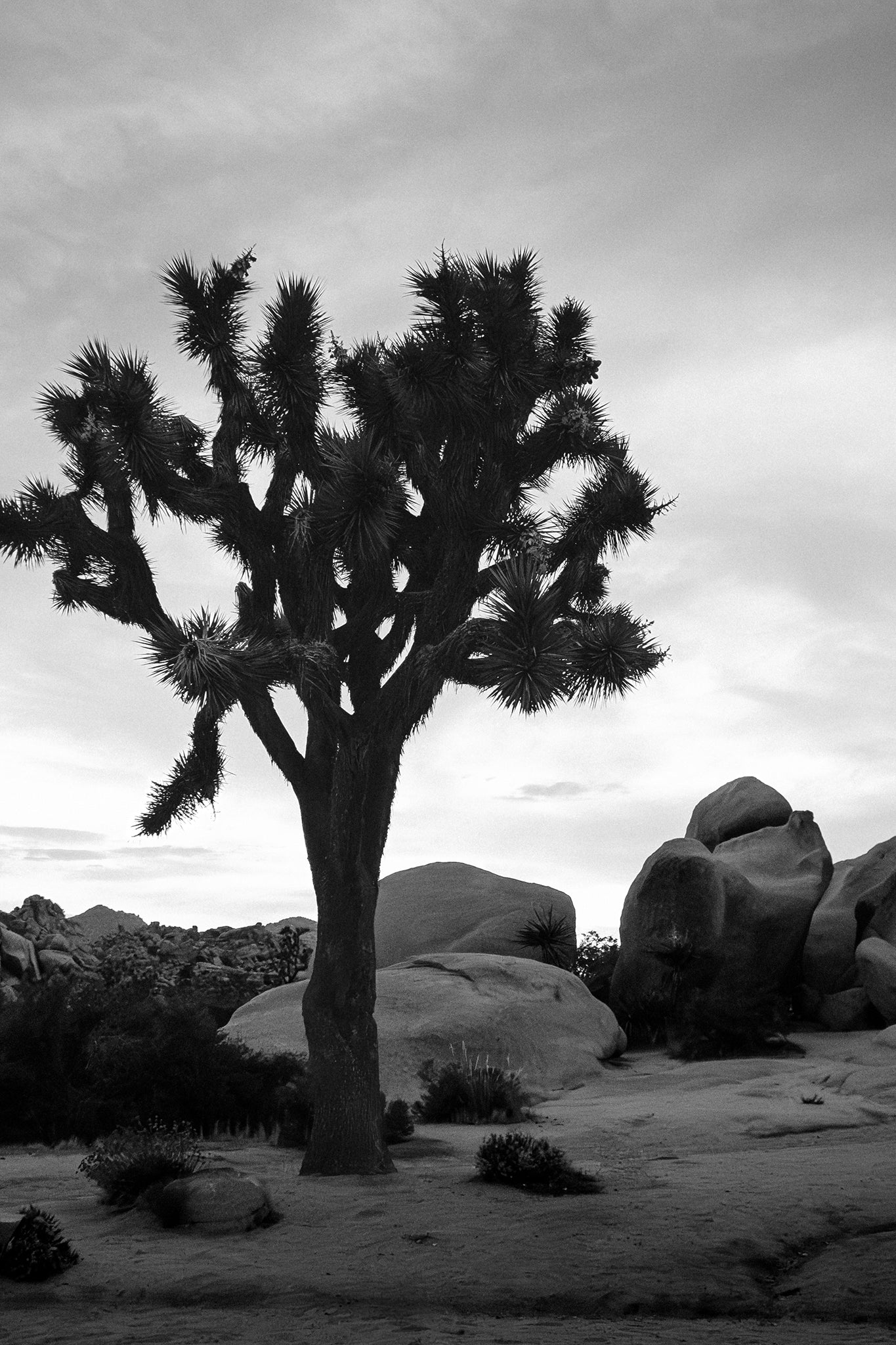 Joshua Tree 7 — Photographic art print