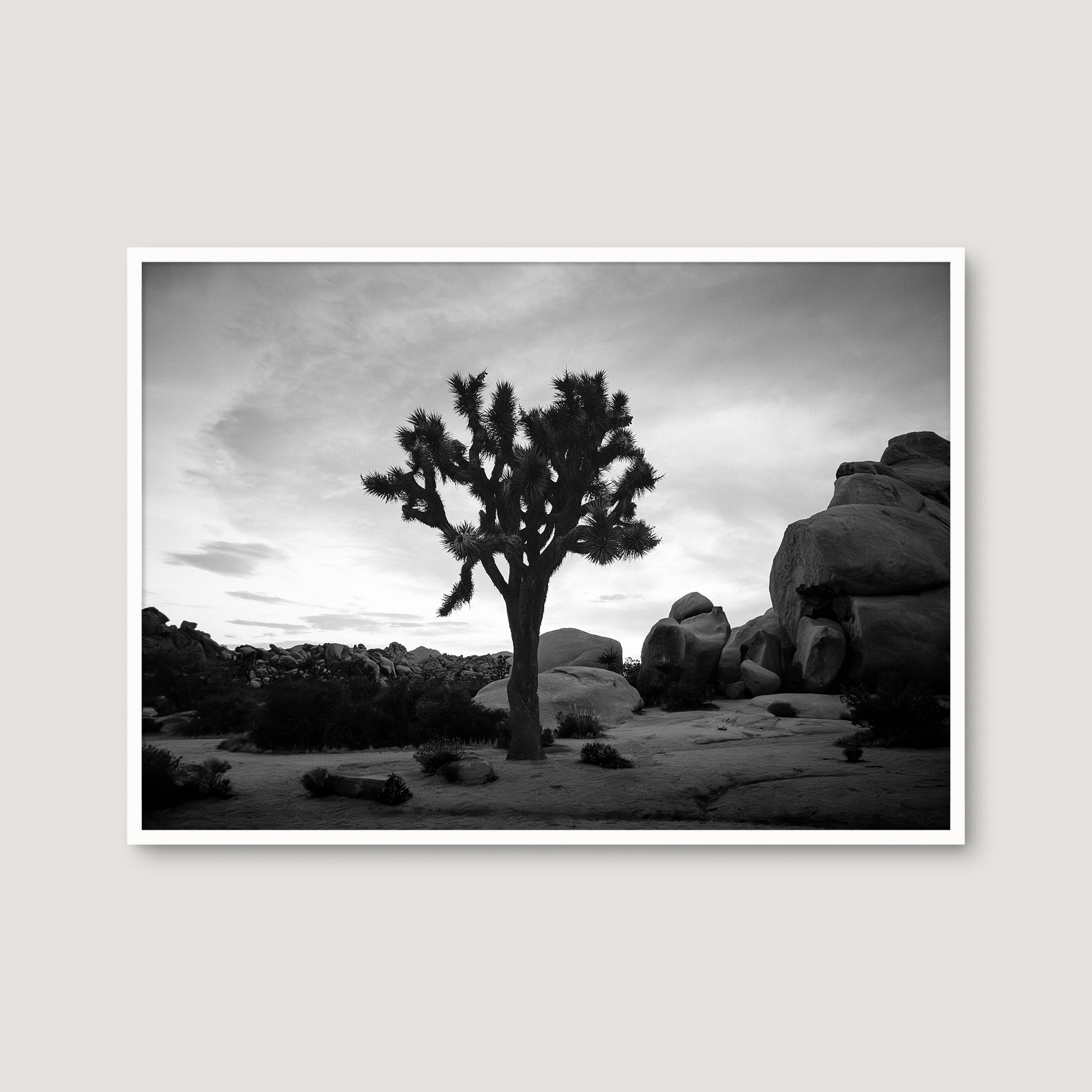 Joshua Tree 7 — Photographic art print