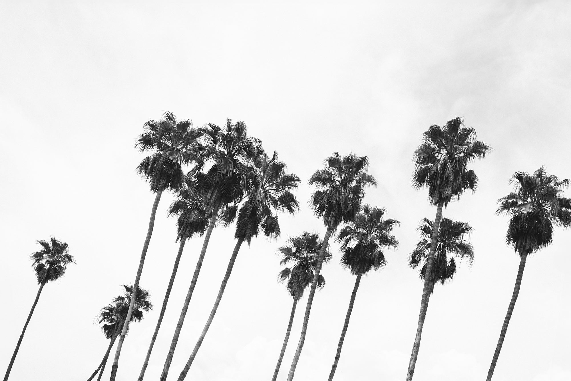 Palm Springs 5 — Photographic art print
