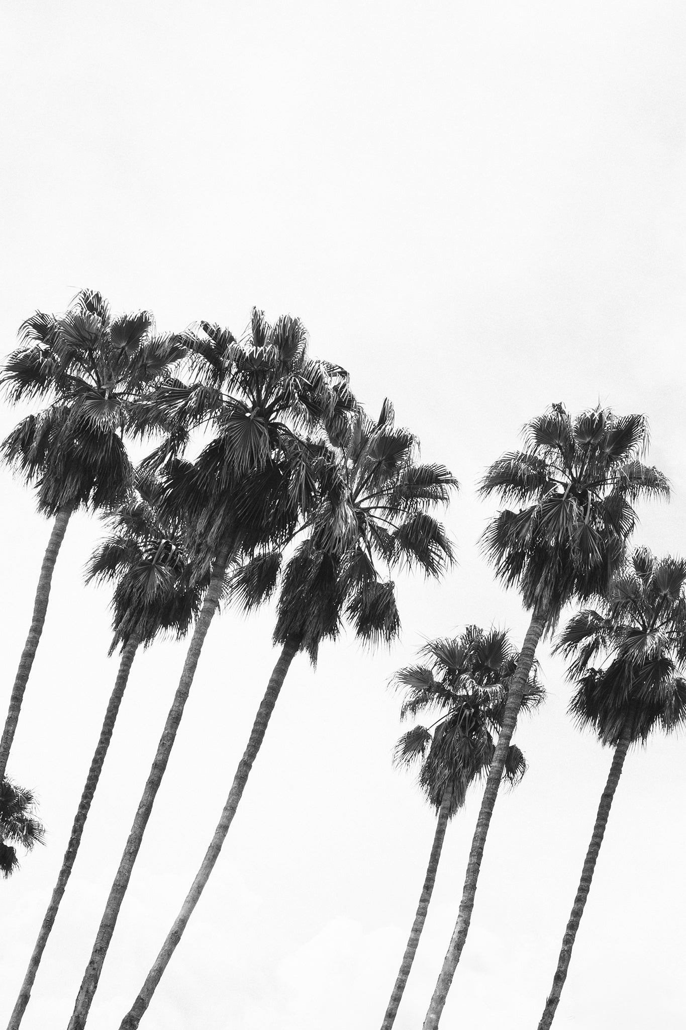 Palm Springs 5 — Photographic art print